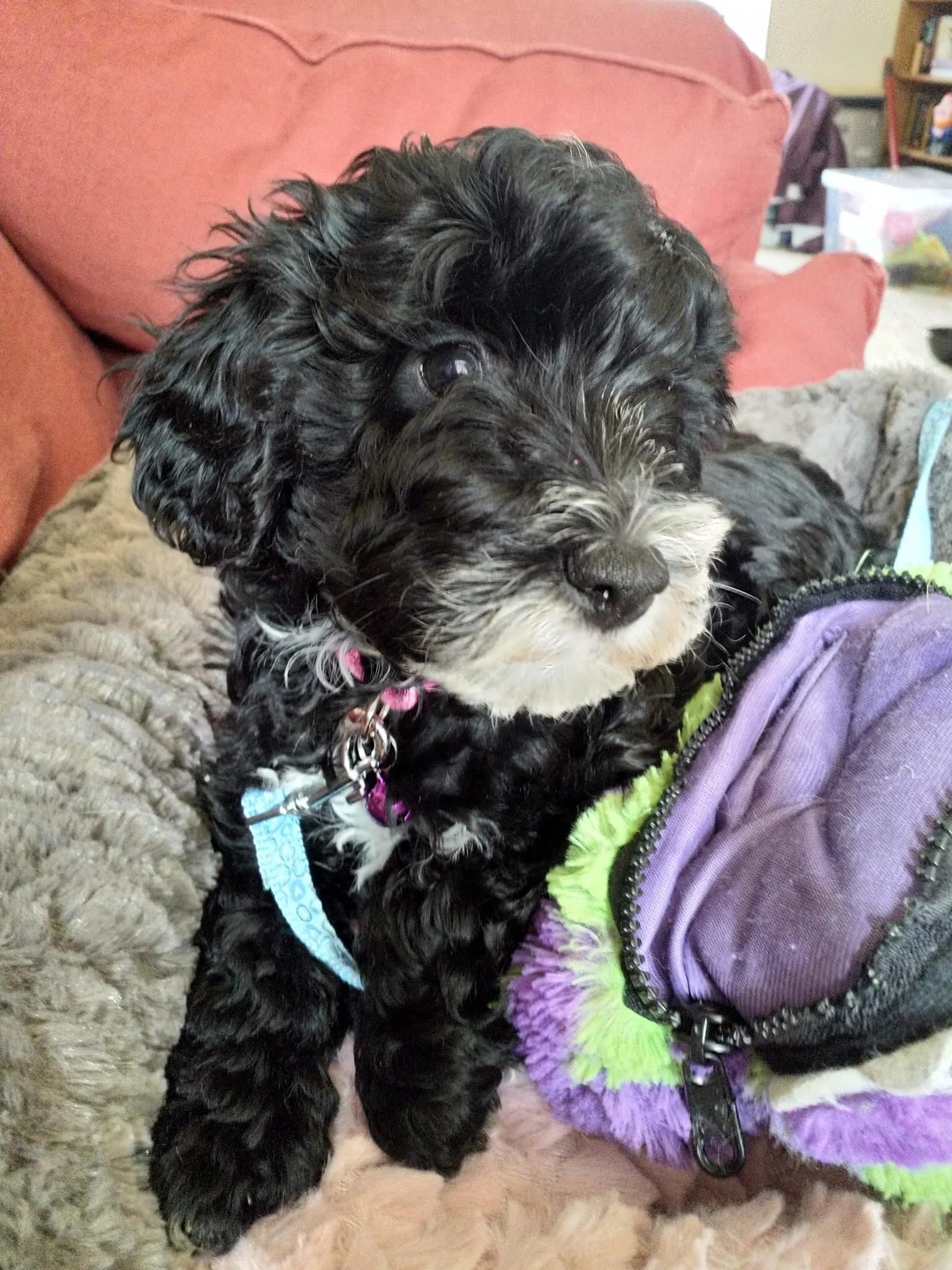 Ada as a 7 week old puppy A black puppy with curly hair and a white snout sat on a dog bed