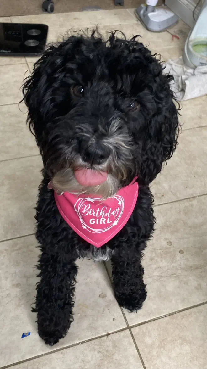 Ada the birthday girl A black dog sitting wearing a pink bib saying birthday girl