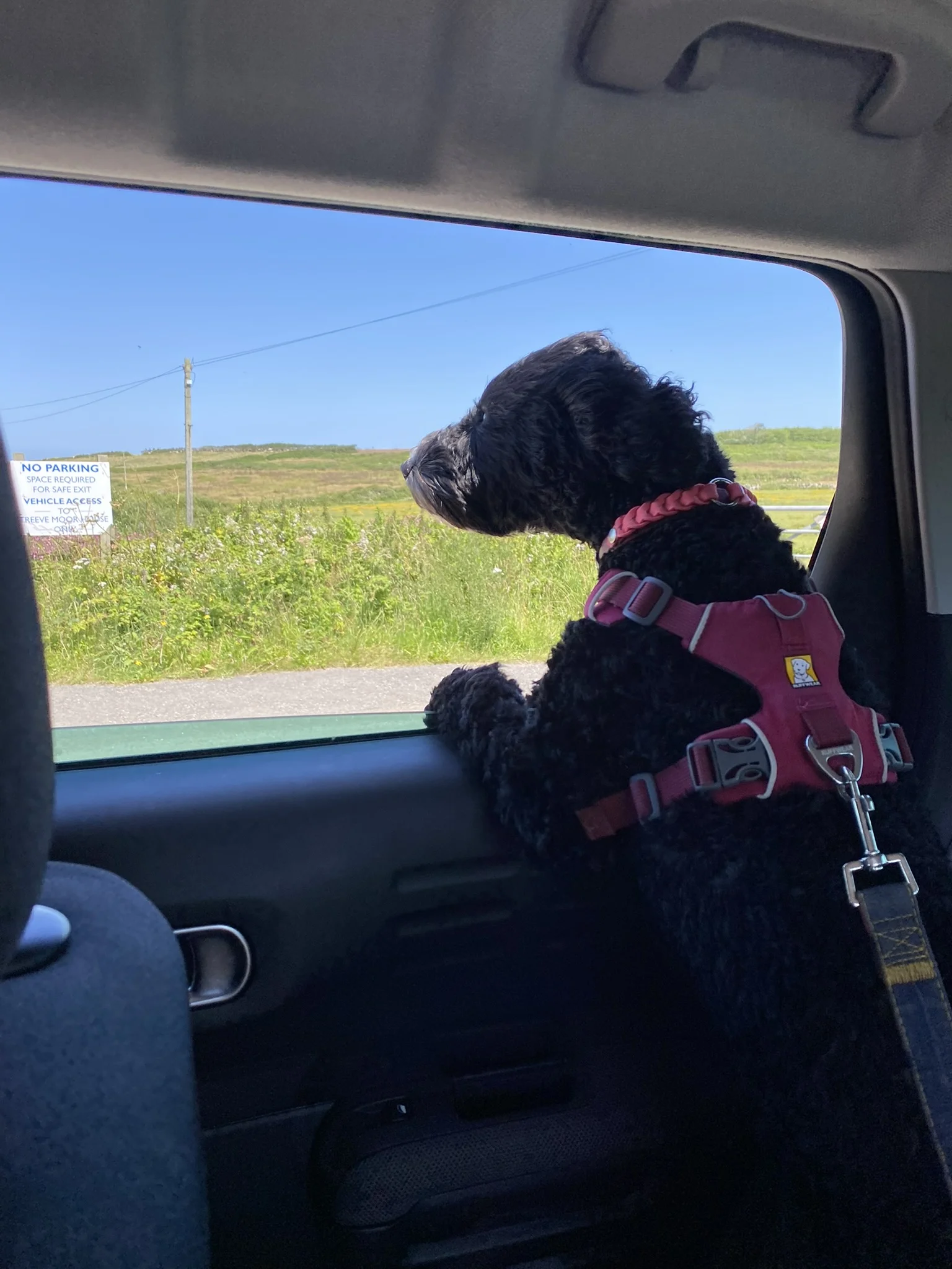 Ada enjoying a trip back from Lands End A black dog wearing a pink harness with its head out of a car window in motion