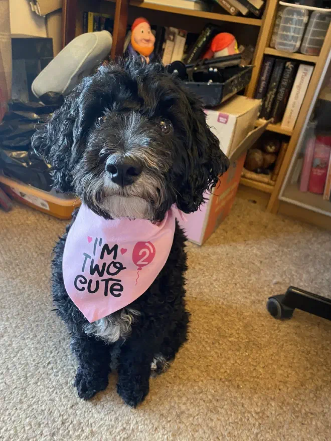 A black dog sitting on carpet wearing a pink bib saying 'Im two cute'