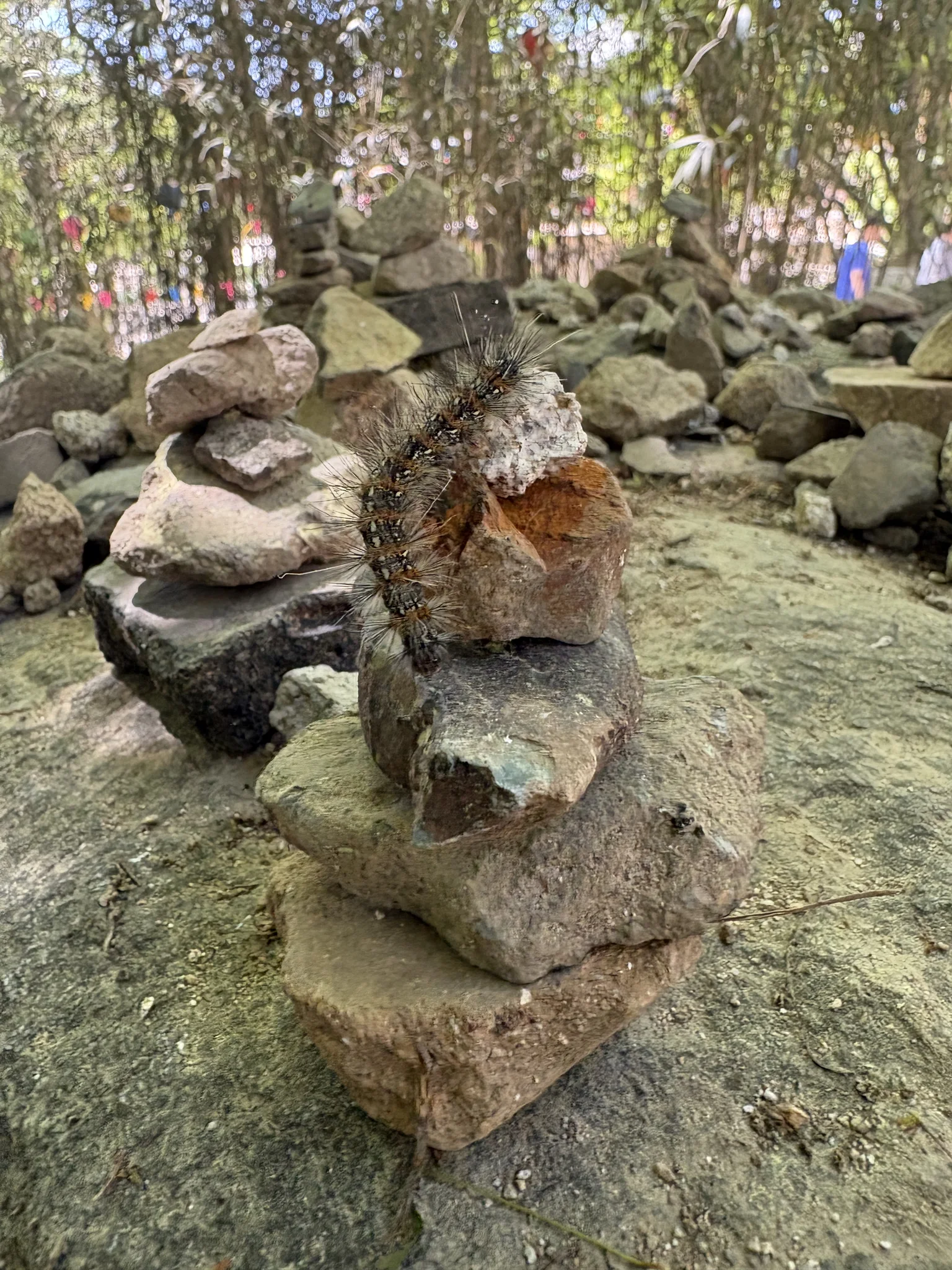 Spiky freinds A spiky caterpillar sat on a stack of grey rocks