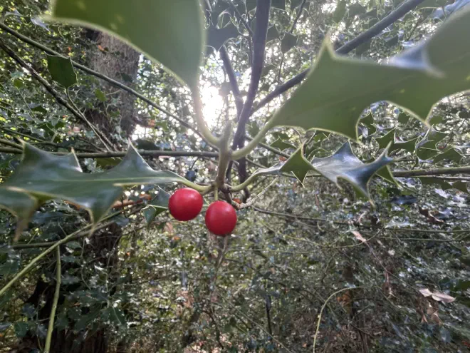 Berries on a bush Red berries on a holly bush