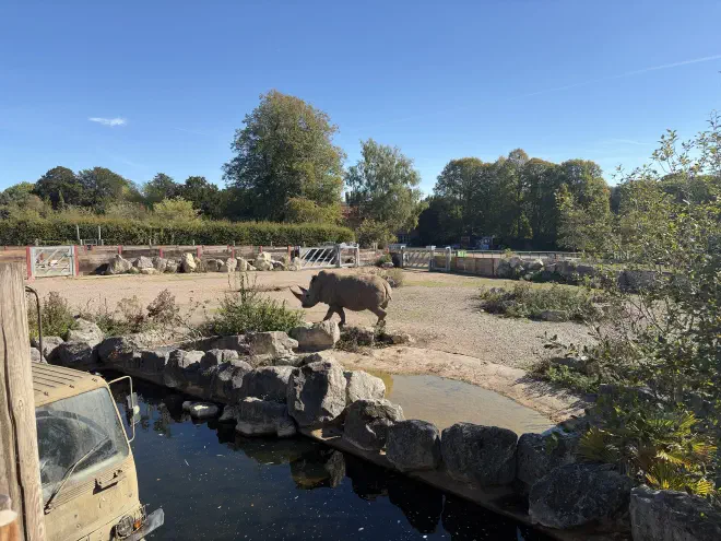 The Rhino enclosure A white Rhino walks along a stone path on the other side of a river