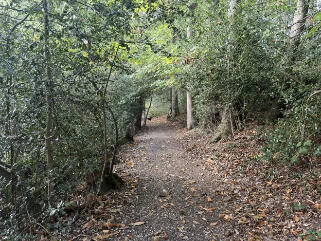 A dirt path heads off into the distance surrounded either side by dense forest